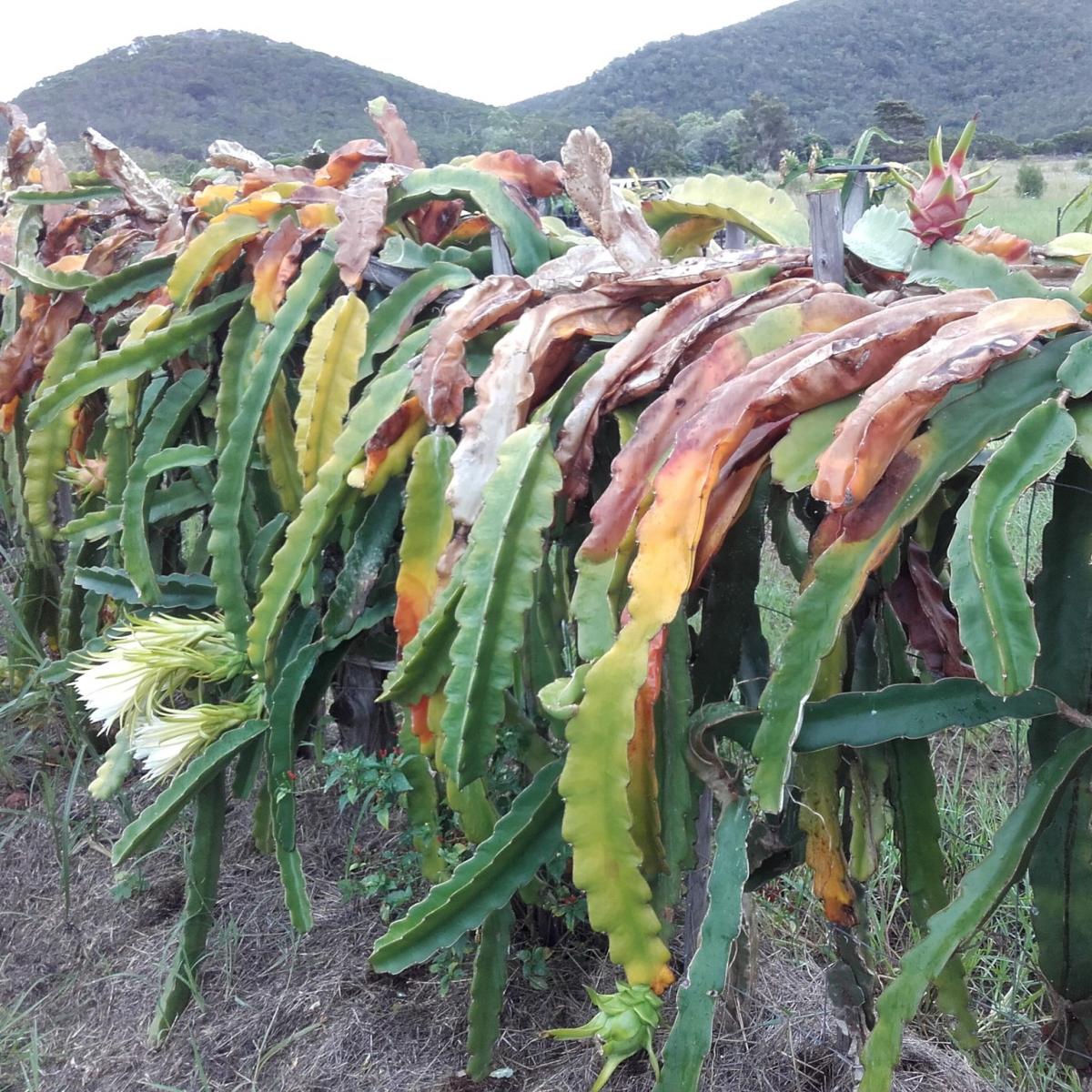 Reconnaissance des maladies & ravageurs des cultures | Agriconnect