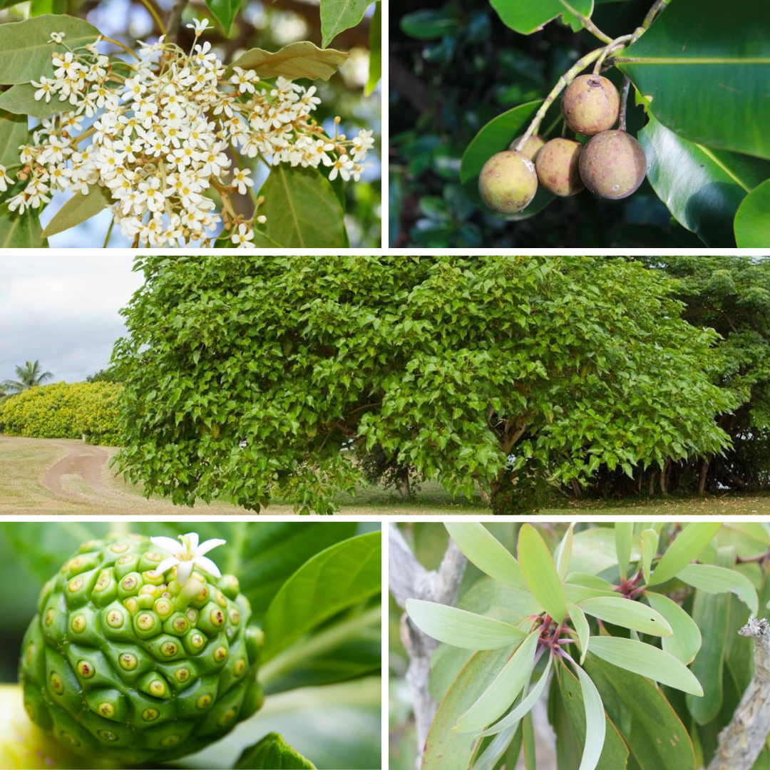 Agripédia.nc : Nouvelles fiches sur les plantes médicinales | Agriconnect