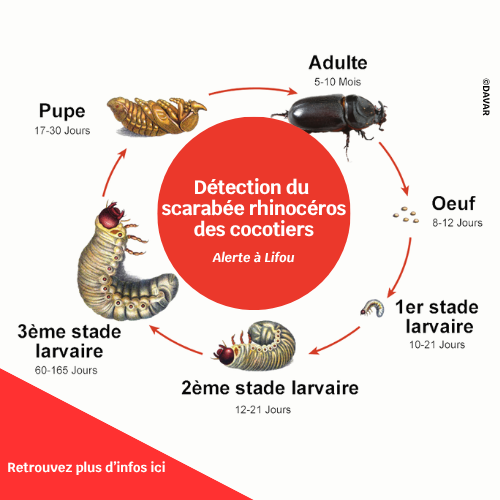 Figurine Collecta Scarabée Rhinocéros – Réplique Hyper Réaliste Peinte à La Main, Détails Impressionnants, Dès 3 Ans