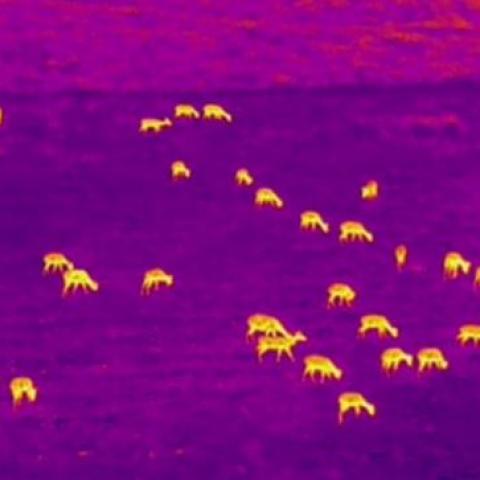 Cliché nocturne par drone équipé d'un capteur thermique