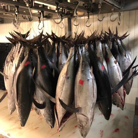 tuna.jpg