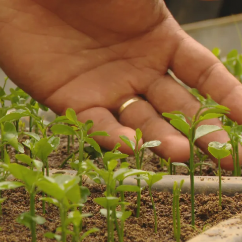 biosecurite-jardinage-et-maraichage.png