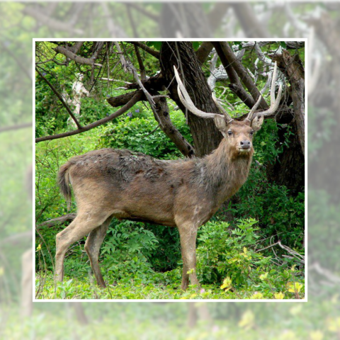 07_11 - Cerf en boucherie.png