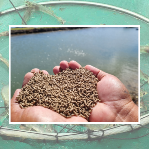 11_12 - De la farine d’insectes en nutrition aquacole.png