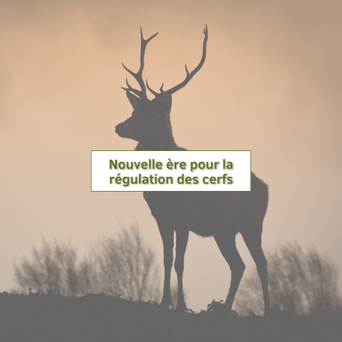 1812 - Nouvelle régulation des cerfs.png