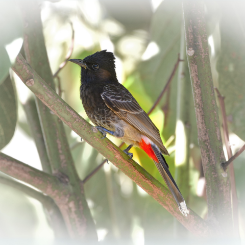2012 - Suspicion Bulbul à ventre rouge Ponérihouen.png