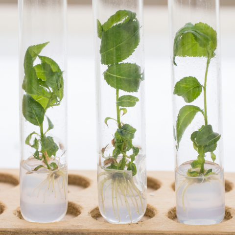 2912 - Culture in vitro d’agrumes endémiques.png
