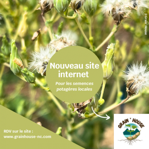 Grain'house site internet.png