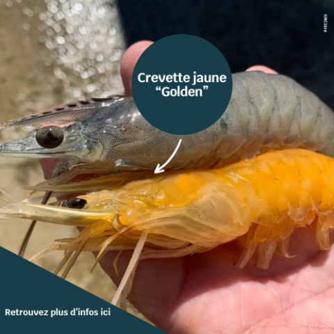 Crevette dorée à Bouraké.png