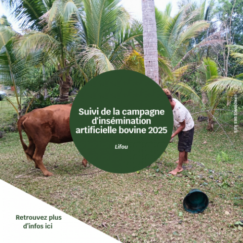 Suivi de la campagne d'insémination artificielle bovine 2025.png