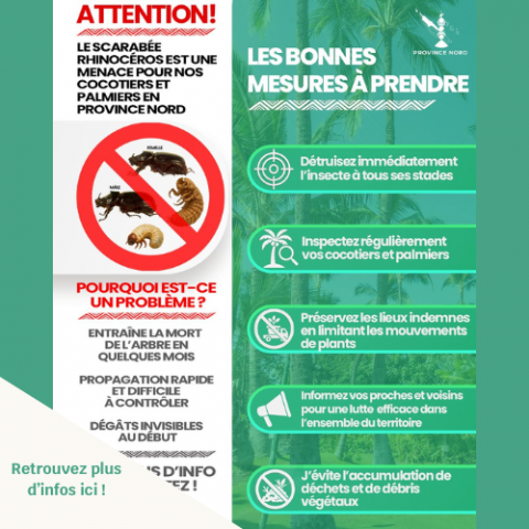 Alerte scarabée rhino en PN.png
