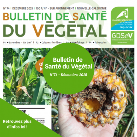 BSV - Décembre 2025 n°74.png