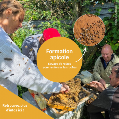 Formation apicole au centre d'apiculture NC.png