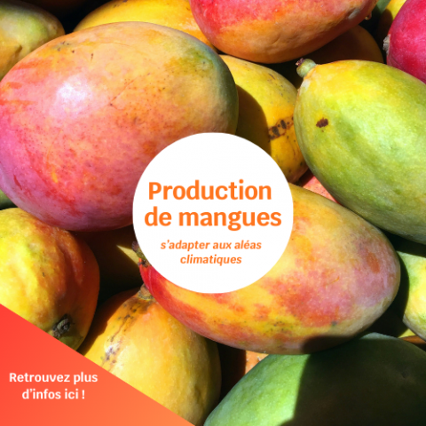 Production de mangues à Tontouta - Reportage vidéo.png