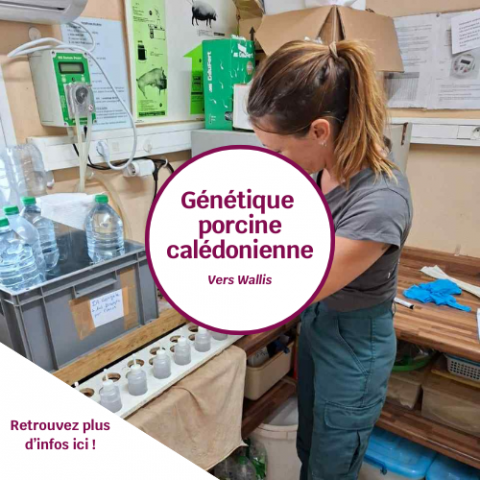 Génétique porcine calédonienne.png