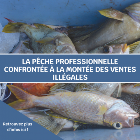 vente illégale peche.png