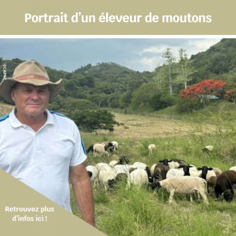 éleveur de moutons.png