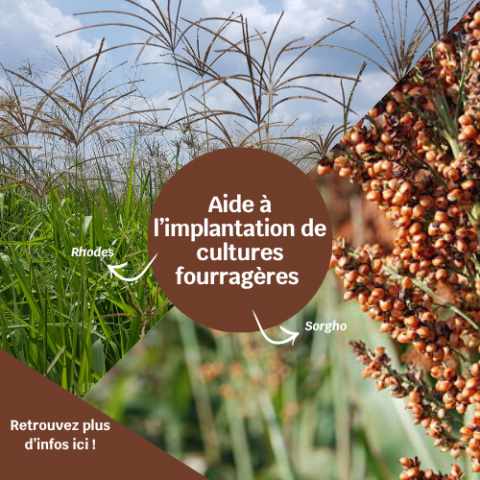 Visuels articles Agriconnect (1)_0.png
