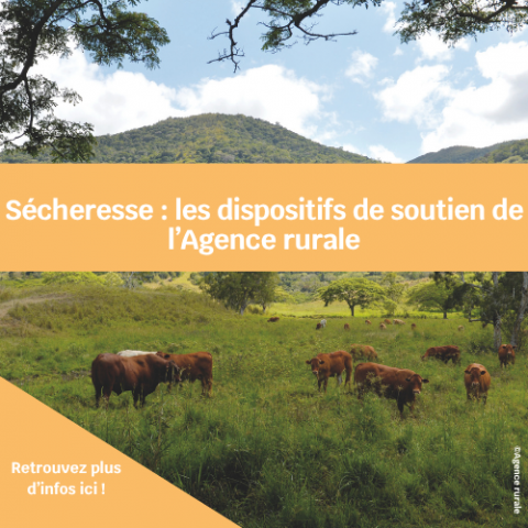 Visuels articles Agriconnect (8).png